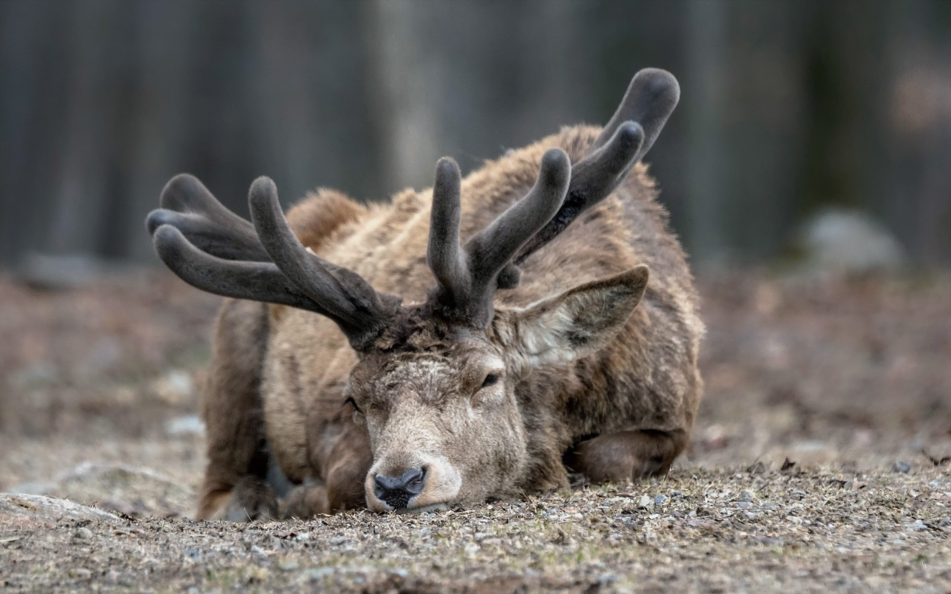 animaux la nature la faune mammifère bois animal sauvage cerf fourrure à l extérieur parc herbe