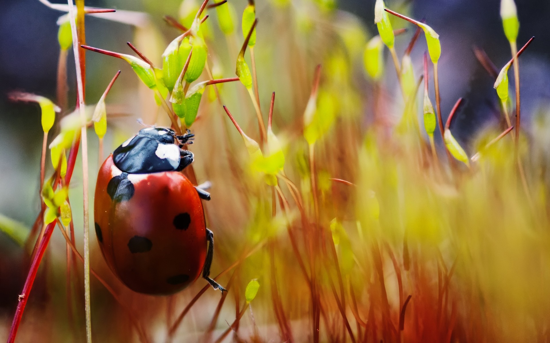 insetti natura insetto estate fiore colore all aperto foglia vivida fauna selvatica coccinella rossa coccinella macro erba