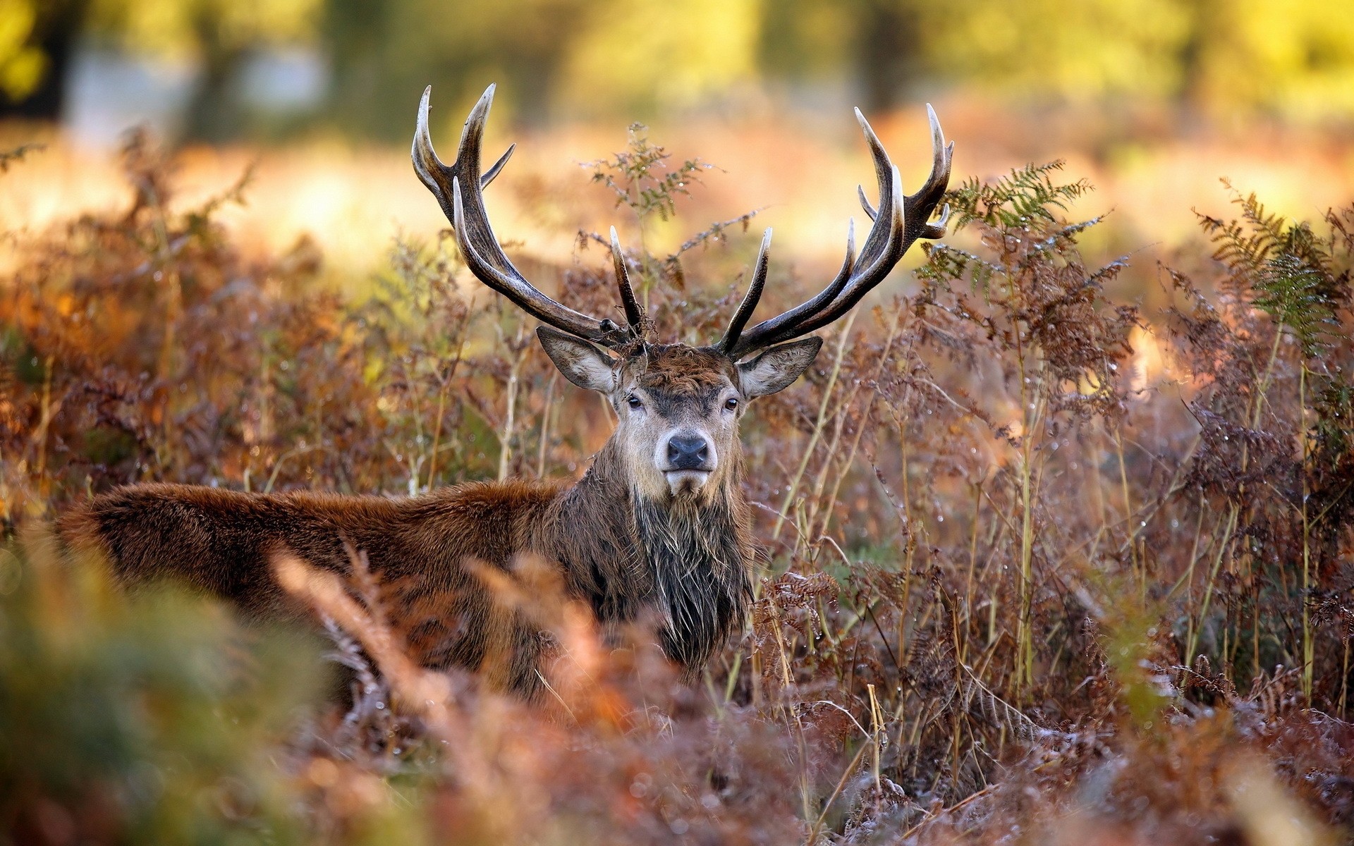 animals deer nature wildlife fall outdoors wood antler mammal animal buck wild stag grass rack park