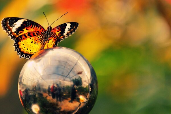 Orange butterfly outdoors