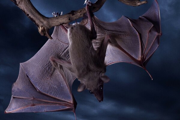 Photo de chauve-souris sur fond d écran