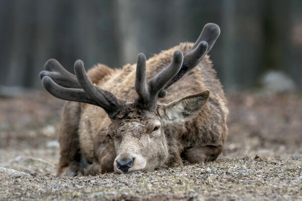 Ein Hirsch ist ein schönes Tier in freier Wildbahn