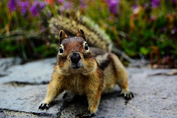 Animaux mignons de la faune