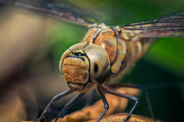 Beautiful dragonfly in macro shooting