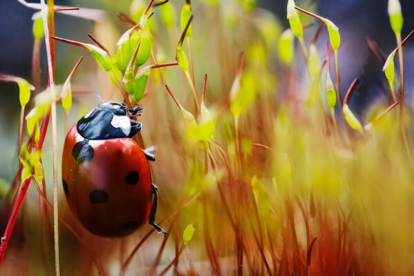 Marienkäfer großflächig auf verschwommenen Grashalmen