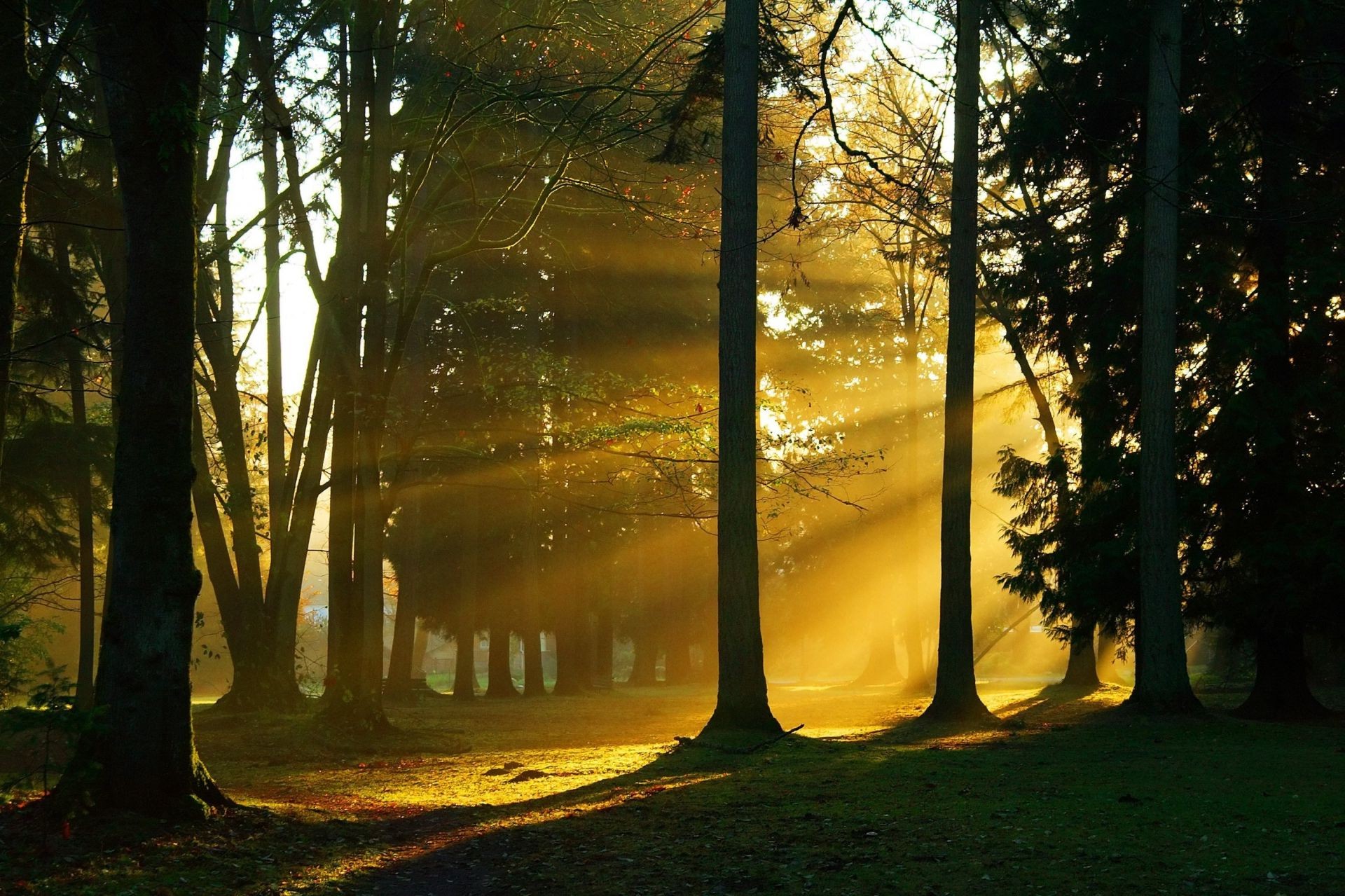 bäume dämmerung baum holz nebel landschaft licht nebel herbst sonne natur park blatt sonnenuntergang schatten hintergrundbeleuchtung gutes wetter abend