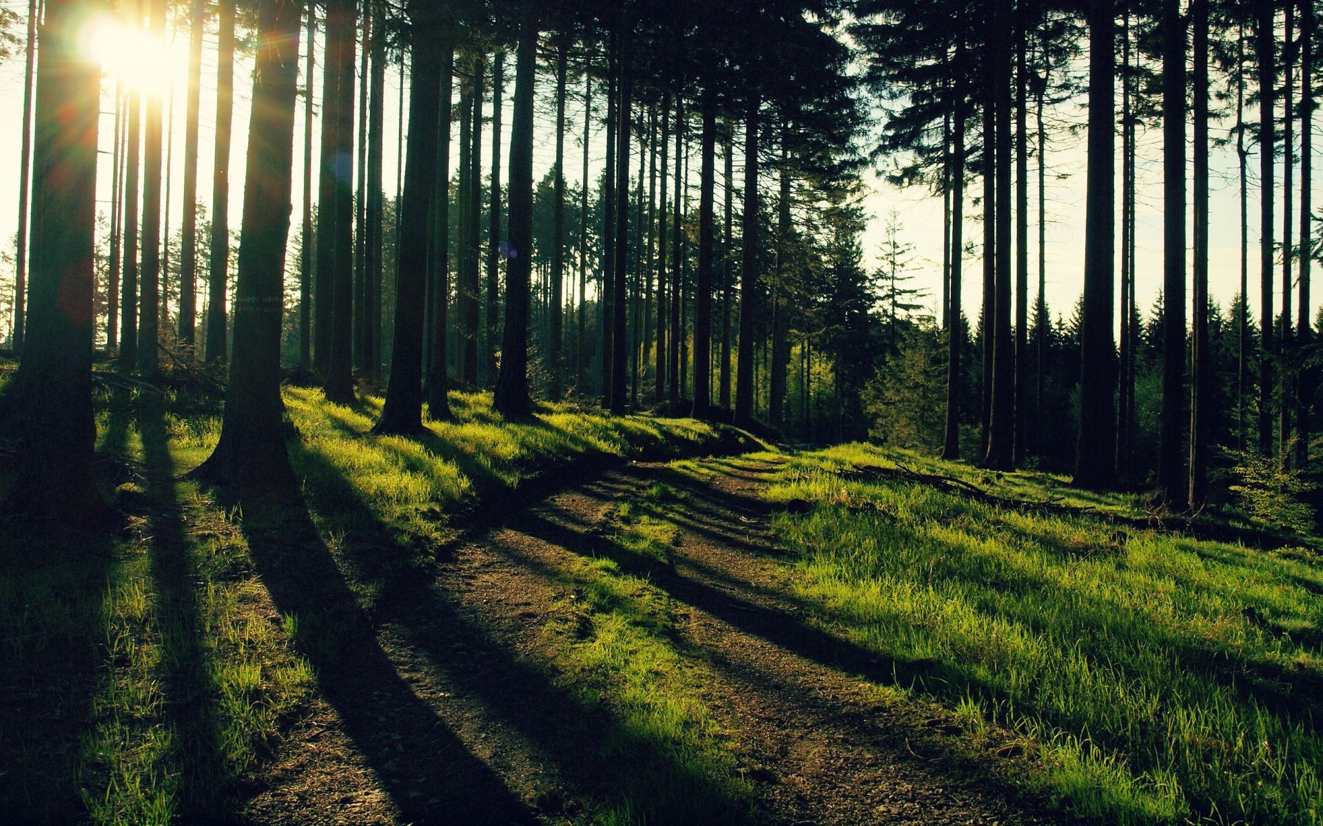 road landscape wood tree nature outdoors light sun dawn fair weather park environment