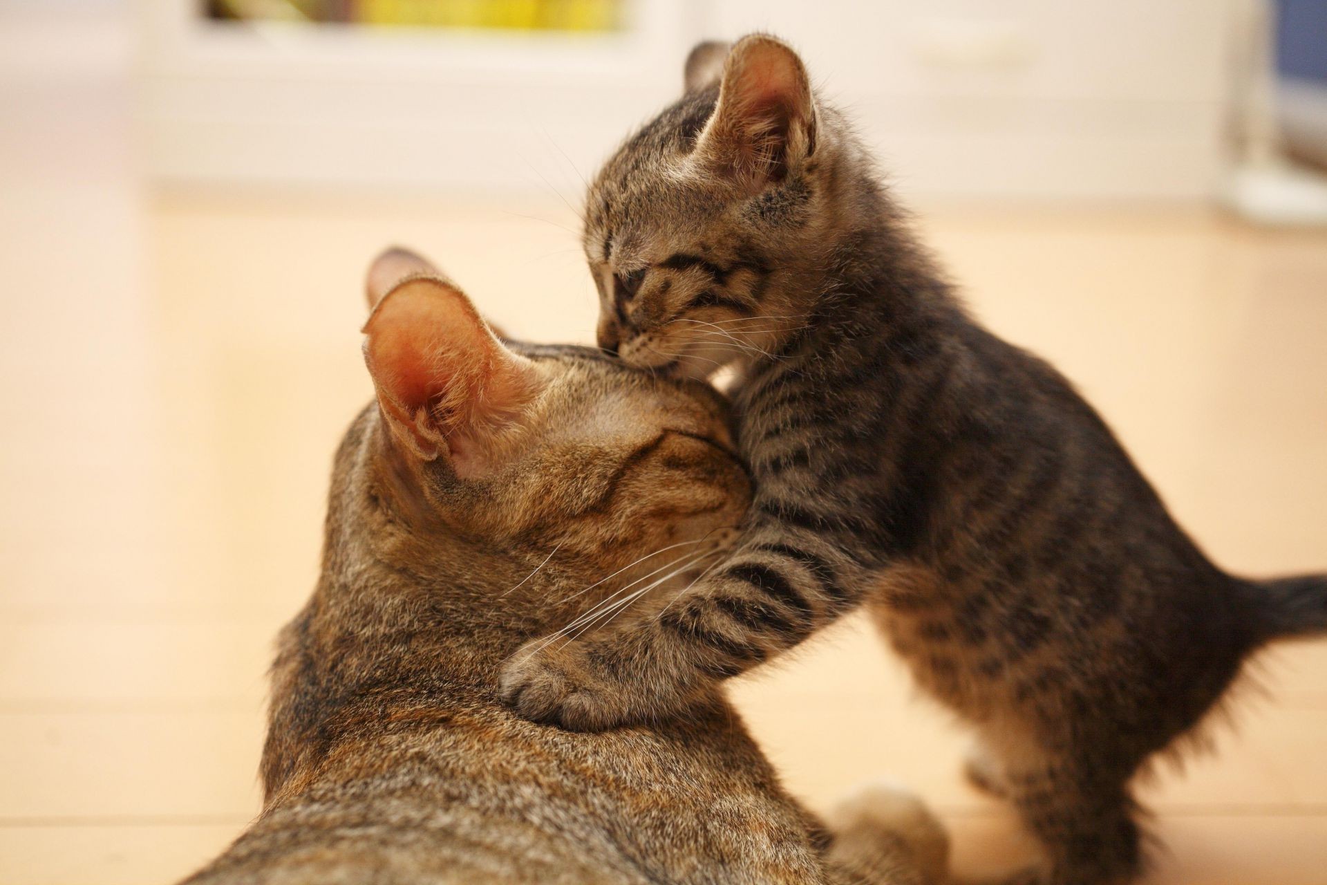 gatti gatto mammifero pet carino ritratto animale gattino bambino pelliccia uno occhio vista sedersi