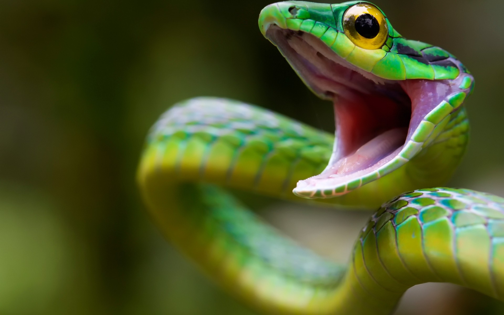 rettili e rane gazebo rana serpente anfibio fauna selvatica animale natura esotico colore animale domestico tropicale biologia