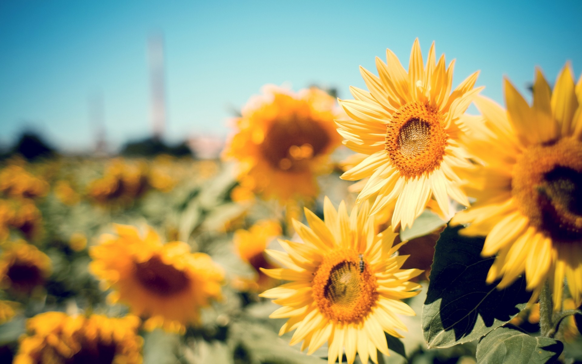 çiçekler çiçek doğa yaz flora ayçiçeği parlak bahçe taçyaprağı alan güneş büyüme çiçek yaprak güzel hava renk güneşli çiçek açan güzel sezon