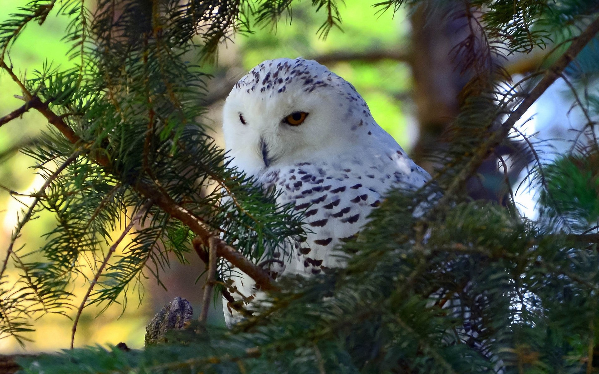 hibou arbre nature en plein air hiver oiseau la faune