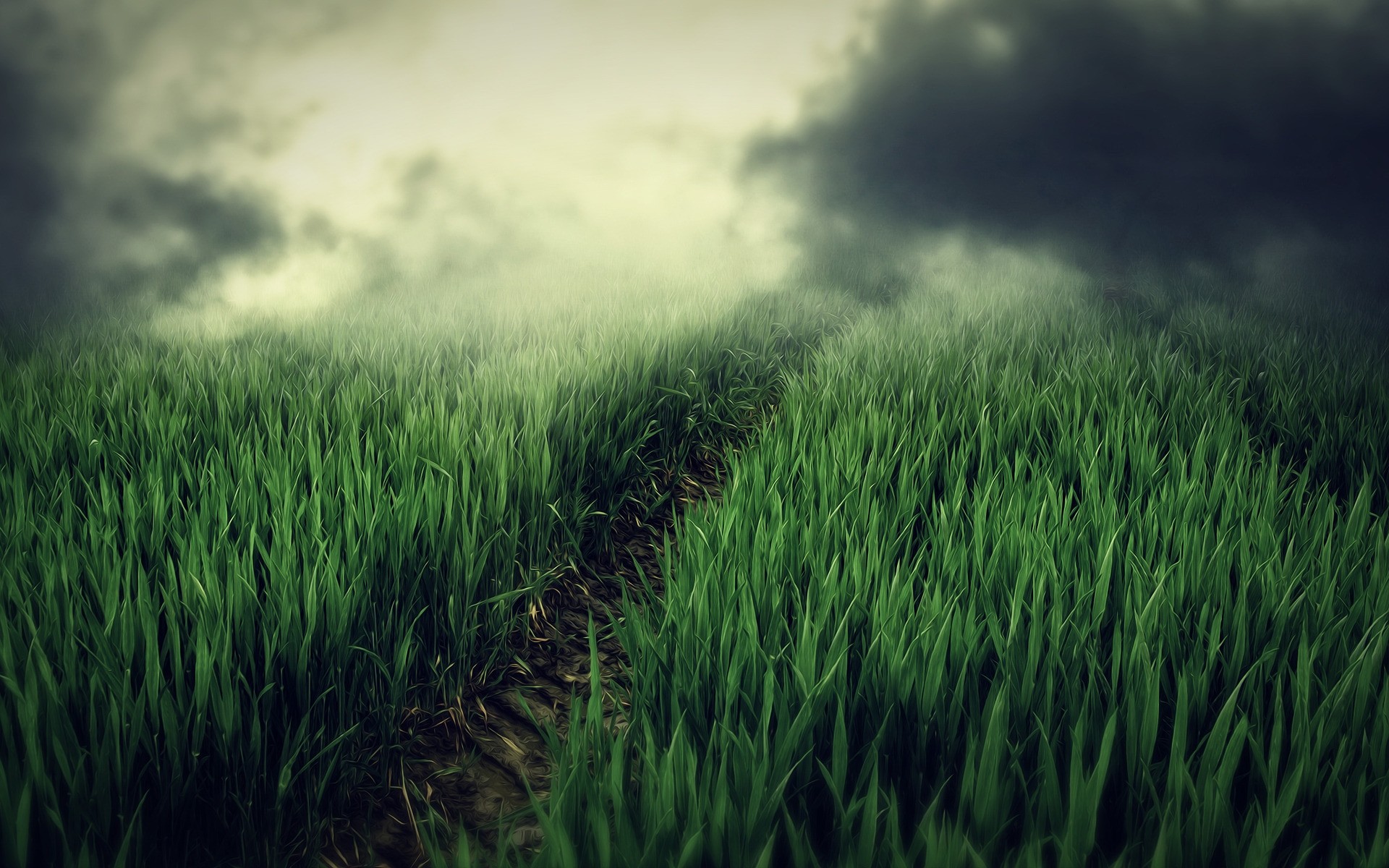 fantasia grama crescimento campo exuberante gramado solo feno rural verão pasto sol natureza amanhecer fazenda bom tempo ao ar livre campo cereais paisagem verde