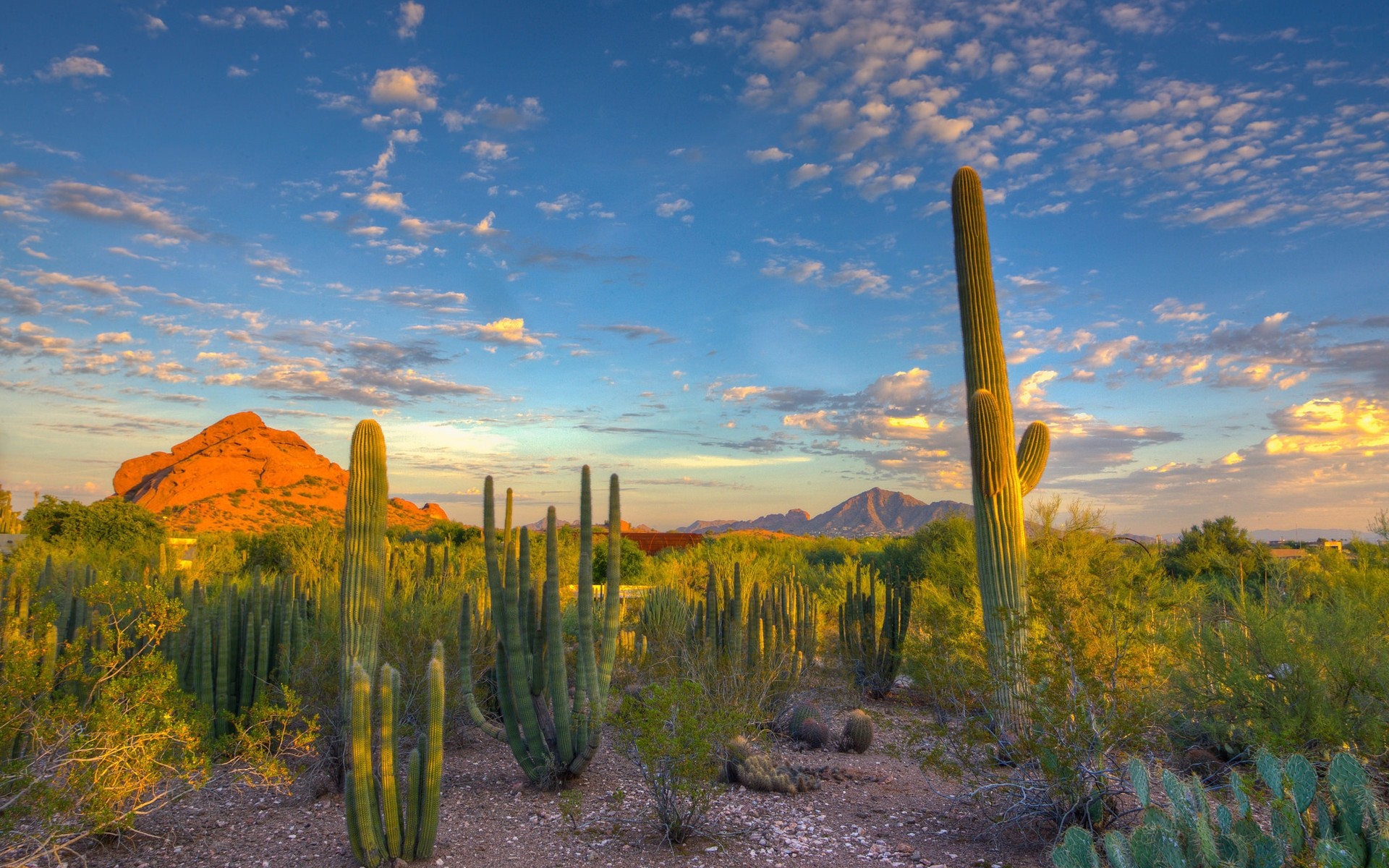 landscapes cactus landscape sky nature outdoors desert travel sunset dawn scenic mountain daylight tree clouds