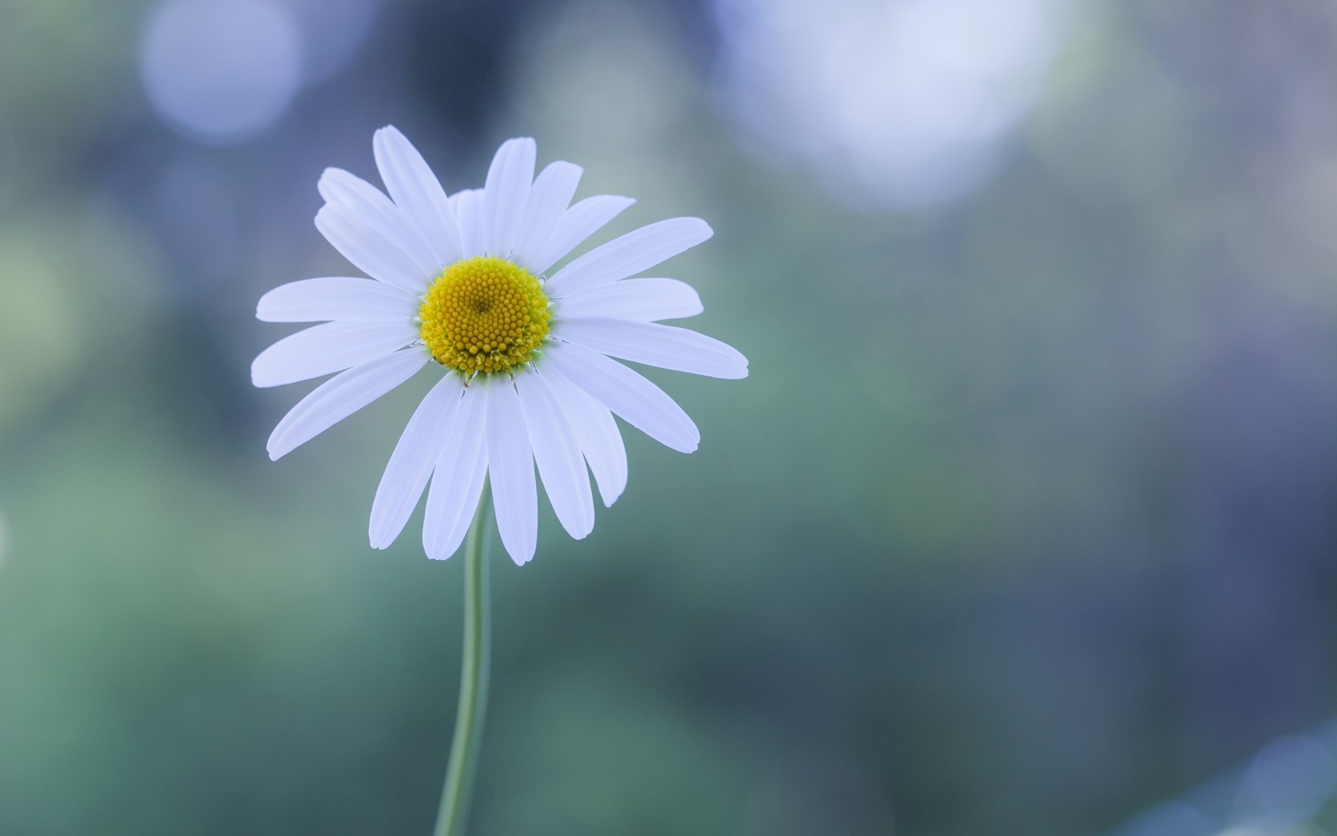 flowers nature flower flora summer bright leaf growth color blur close-up fair weather chamomile