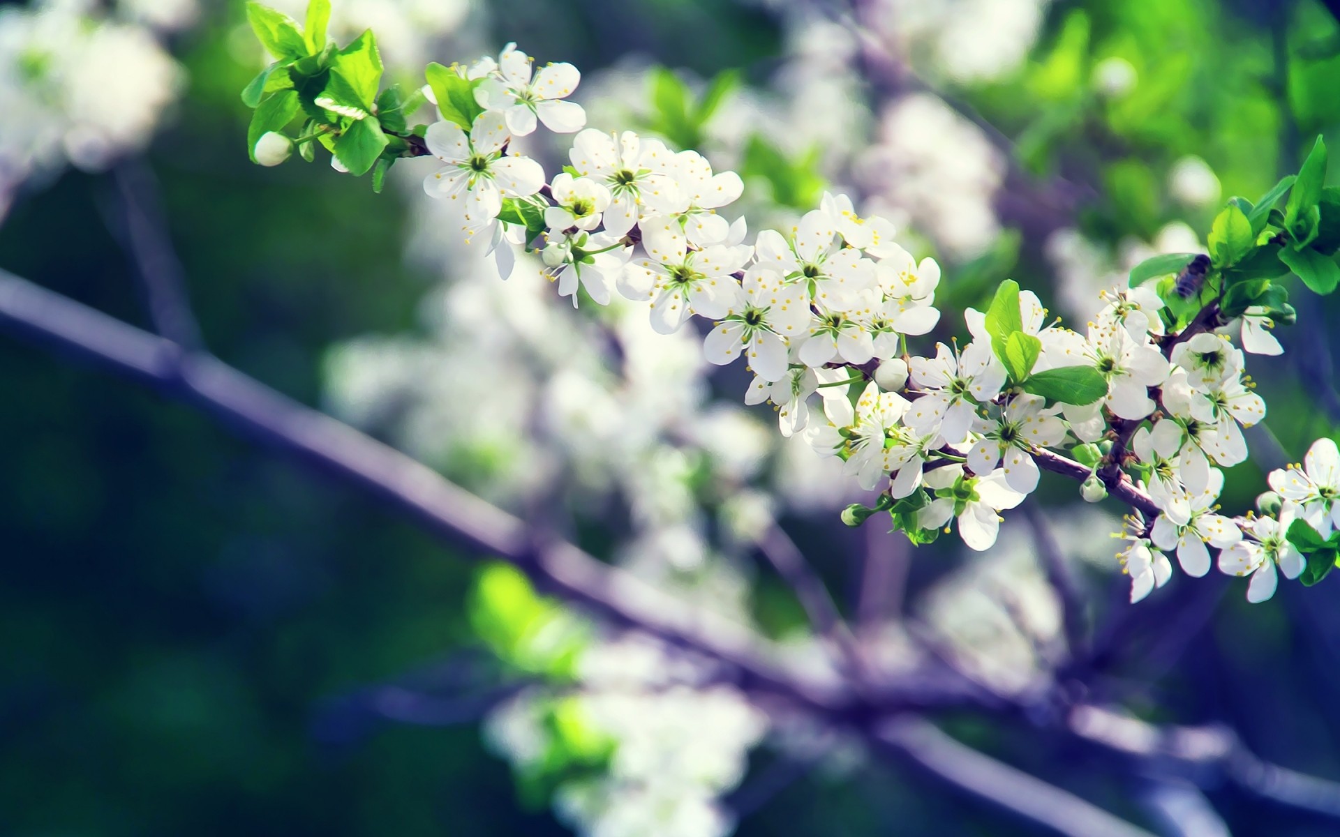 flowers nature flower flora leaf garden branch tree growth summer season outdoors blooming close-up fair weather floral color park petal