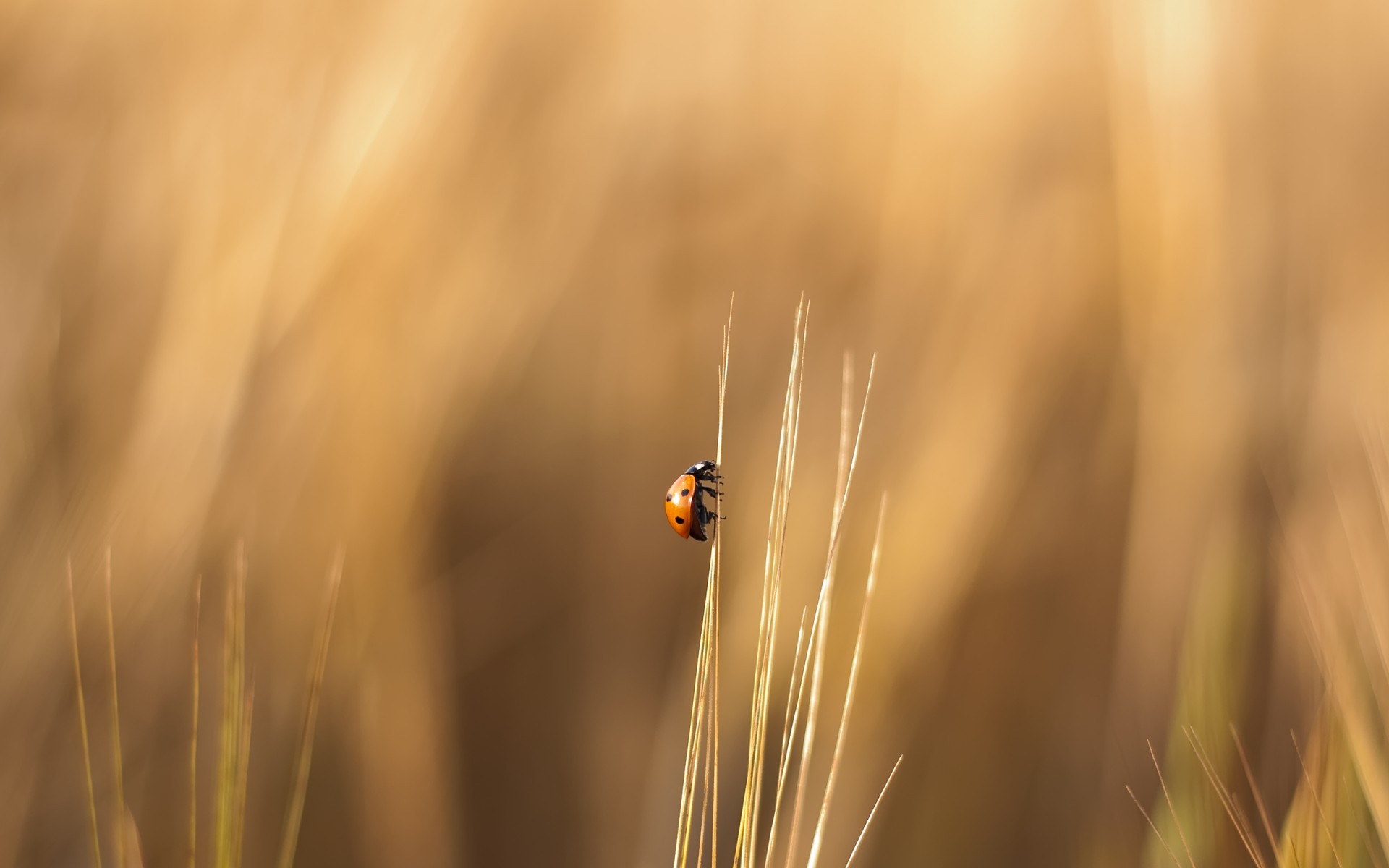 insectes insecte coccinelle coléoptère herbe flou nature soleil été beau temps blé à l extérieur