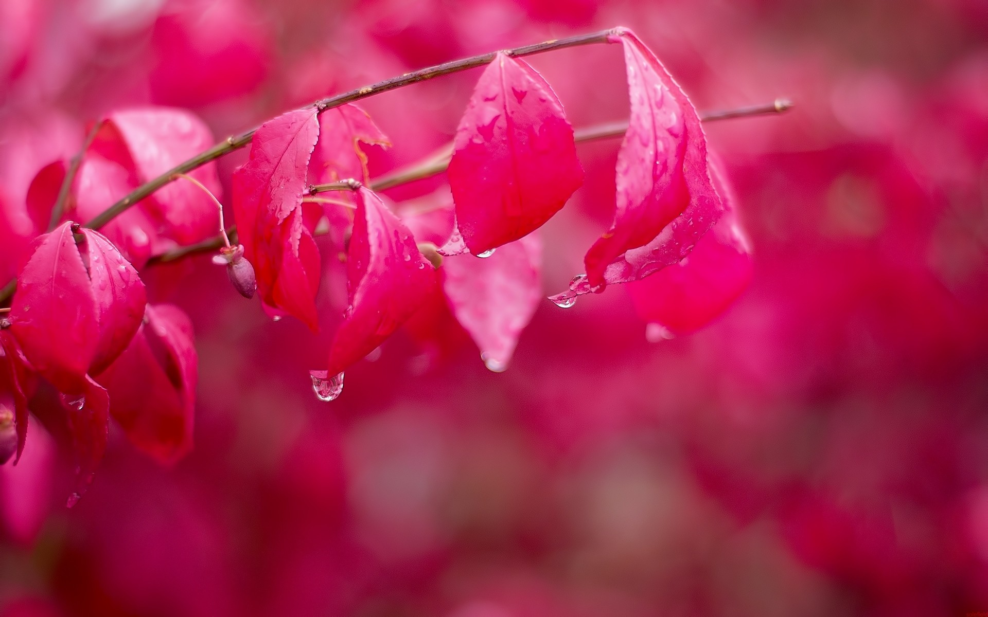 plantes nature fleur flore feuille jardin lumineux été couleur flou à l extérieur fermer saison feuilles