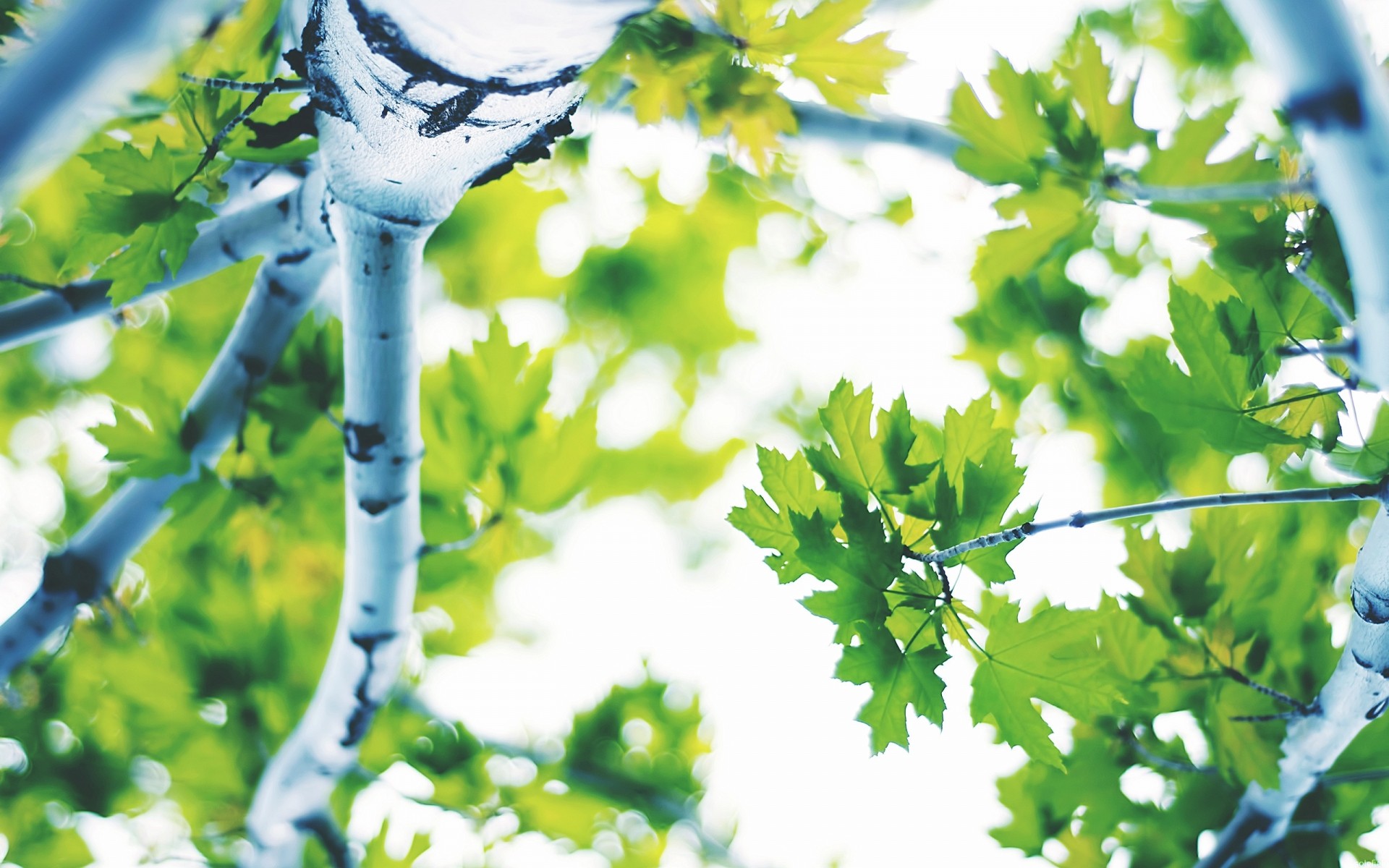 paysage feuille nature arbre été à l extérieur branche flore croissance lumineux bois beau temps jardin environnement soleil couleur érable feuilles