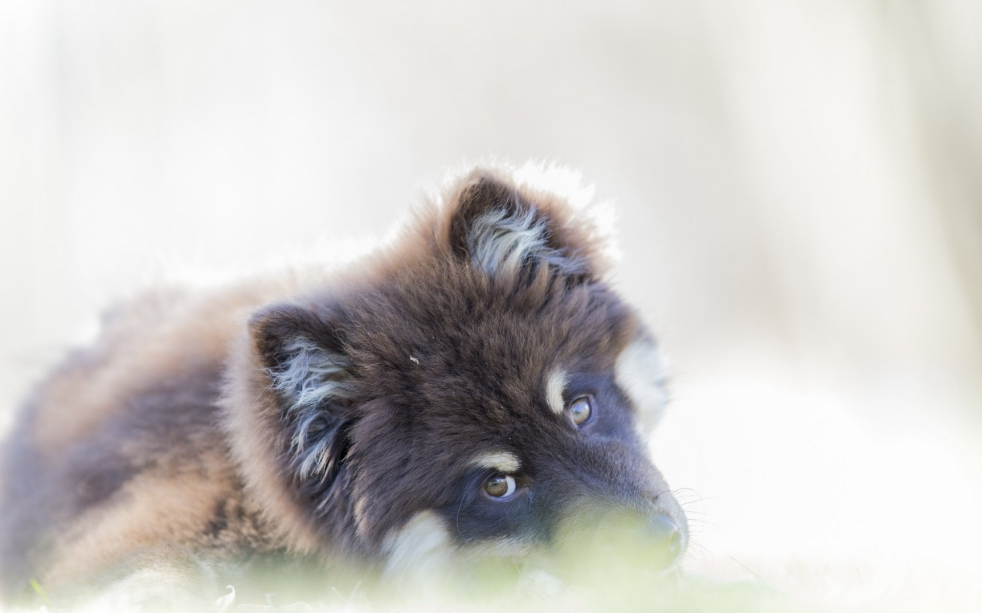 cães fofa pele olho animal visualização natureza pequeno cão retrato mamífero para baixo engraçado vida selvagem cão marrom