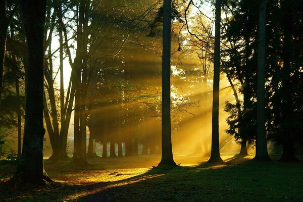 Amanecer oscuro en el bosque profundo