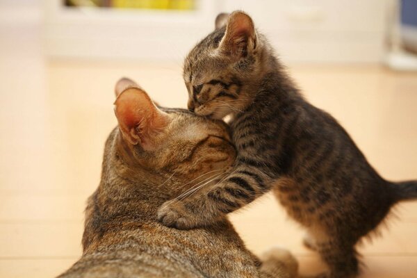 Gatto gattino carino orecchie muso