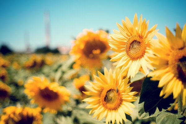 Girasoles brillantes para un buen estado de ánimo