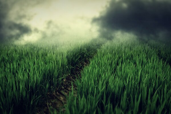 Un sentier qui part dans le brouillard