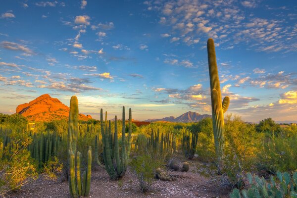 Landscape cacti in nature on a blue sky background