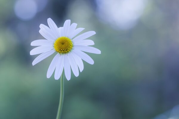 Marguerite solitaire sur fond vert