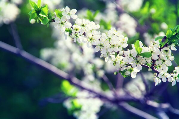 Pequeñas flores blancas en una rama