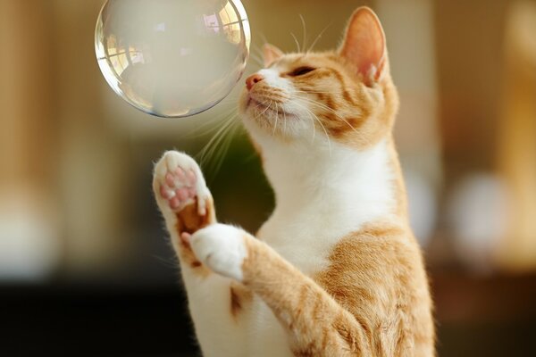 Ginger cat plays with a soap ball