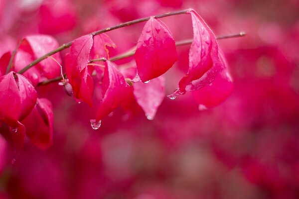 Drops are dripping from the red flowers