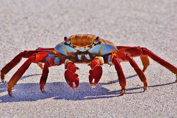 Crab in the vicinity on the beach