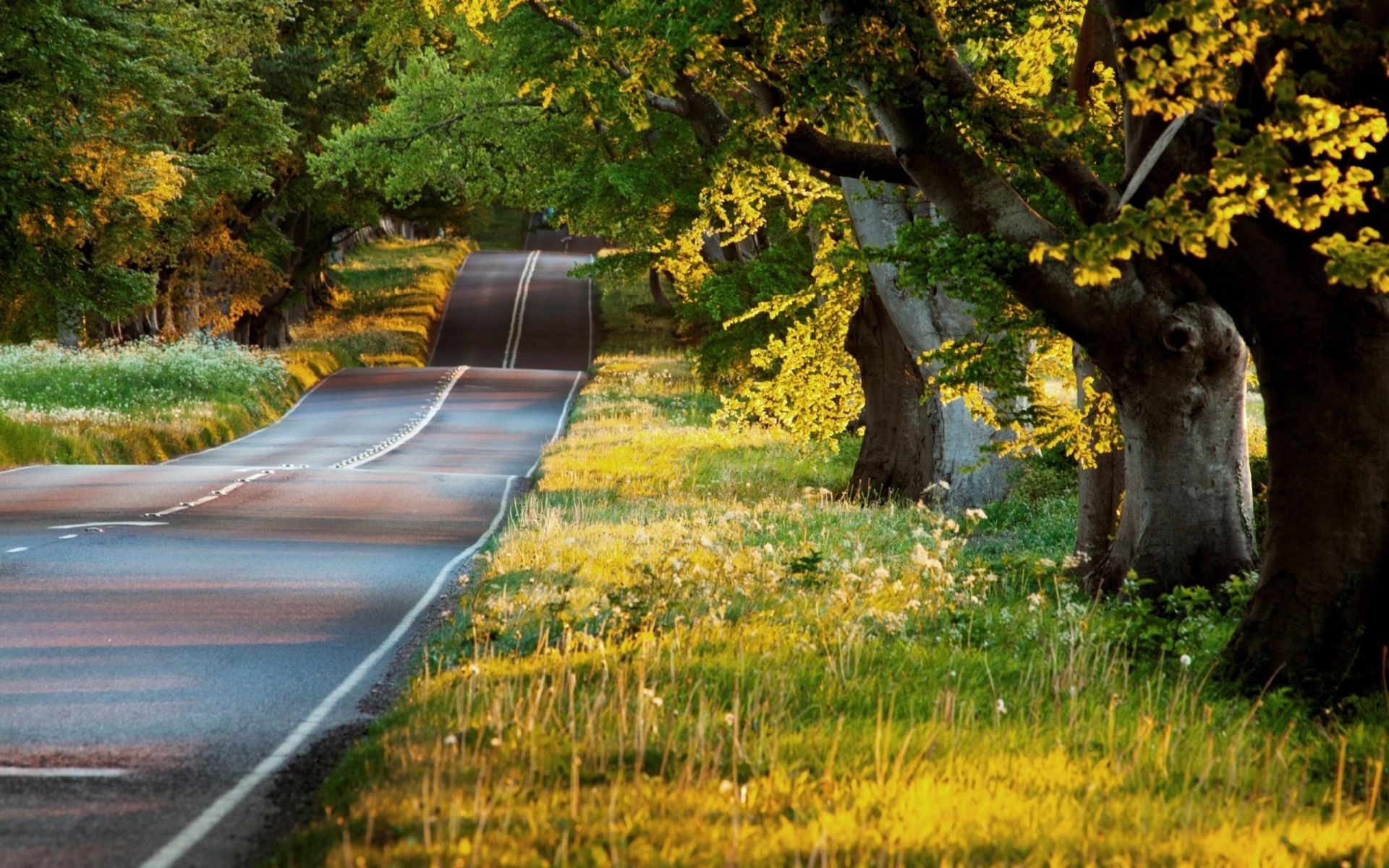 road fall tree nature wood leaf outdoors landscape water grass park guidance travel color scenic season