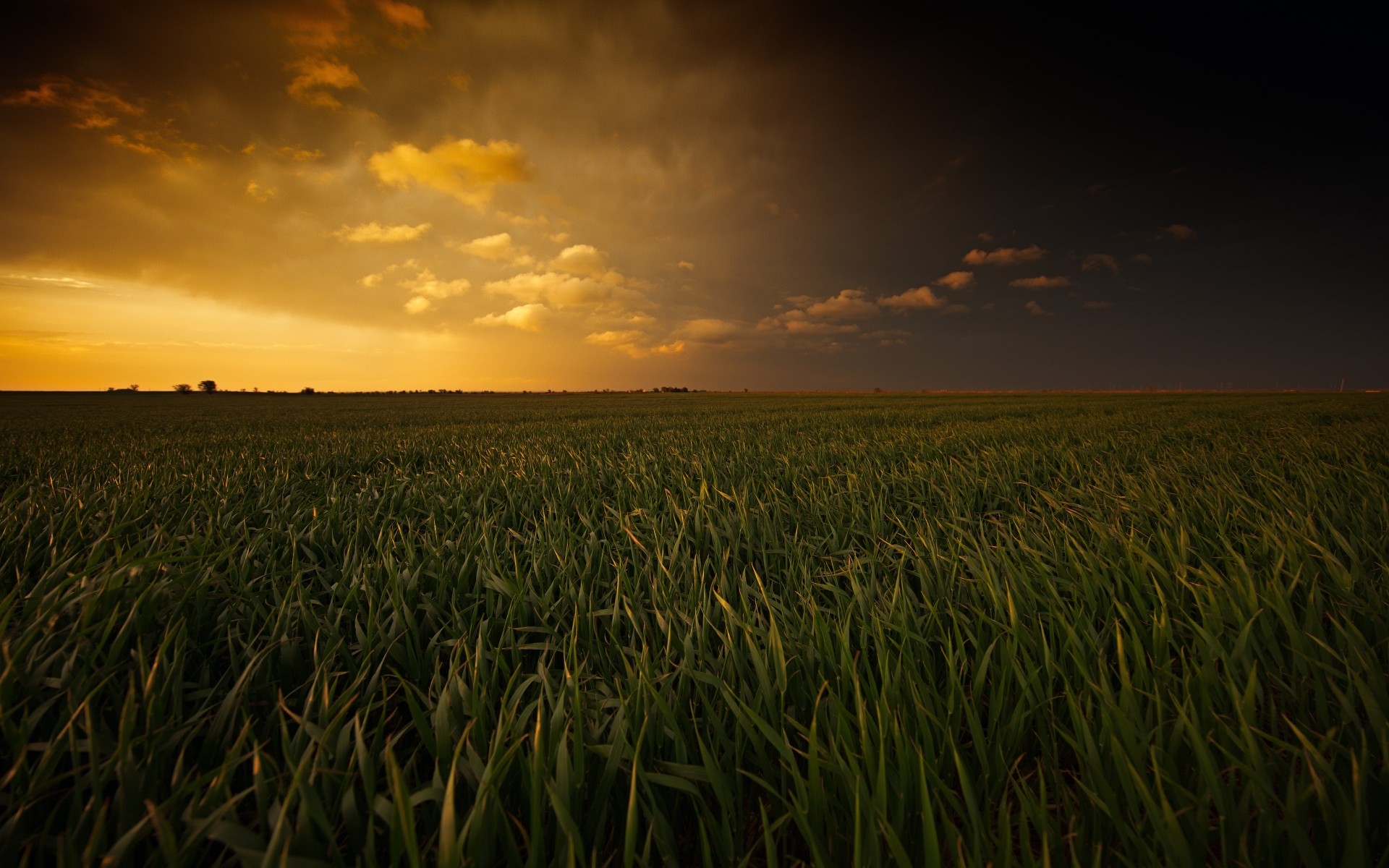 paisagens campo cereais trigo milho pôr do sol fazenda paisagem agricultura colheita céu pasto terra cultivada sol rural grama ouro natureza amanhecer crescimento campos stormi