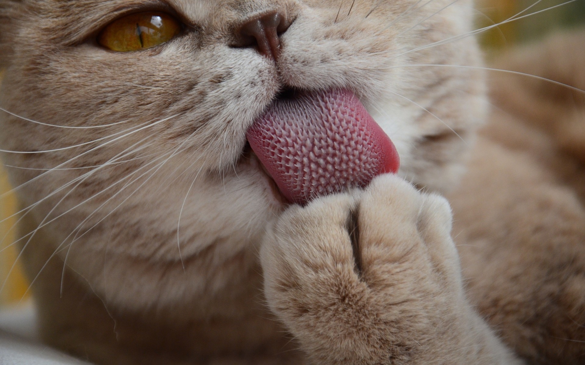 katze katze säugetier niedlich tier kätzchen fell haustier porträt auge ansicht wenig schlaf natur familie kind flaumig tierwelt schnurrbart jung schnurrbart sauber graue katze