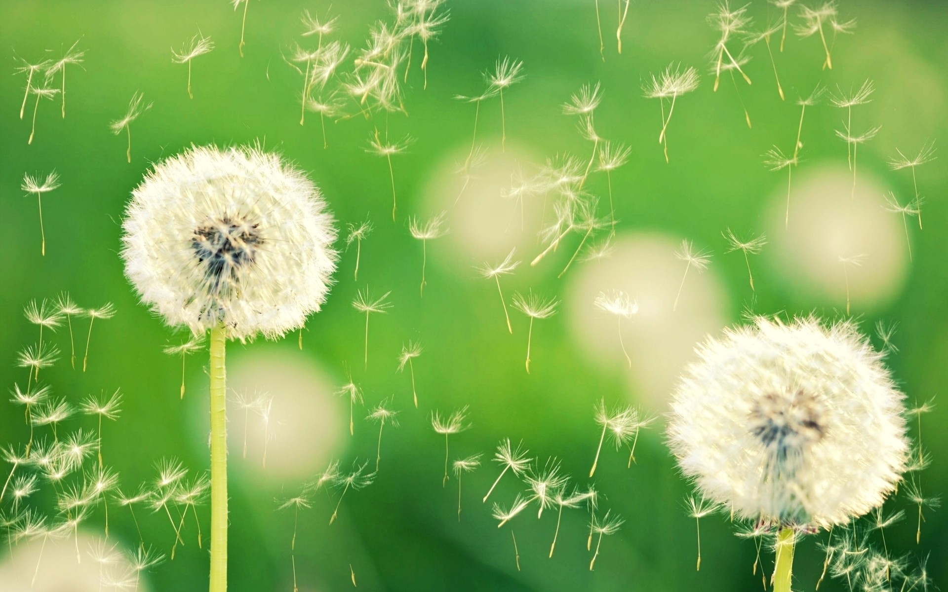 flowers dandelion flora flower nature summer growth seed grass garden hayfield close-up weed downy season husk bright color environment leaf fluff