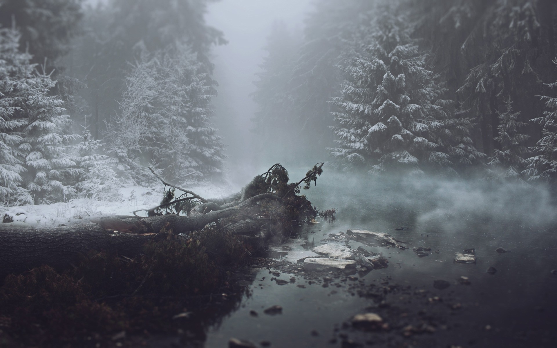 inverno nebbia paesaggio neve acqua montagna nebbia fiume albero tempo azione auto all aperto foresta