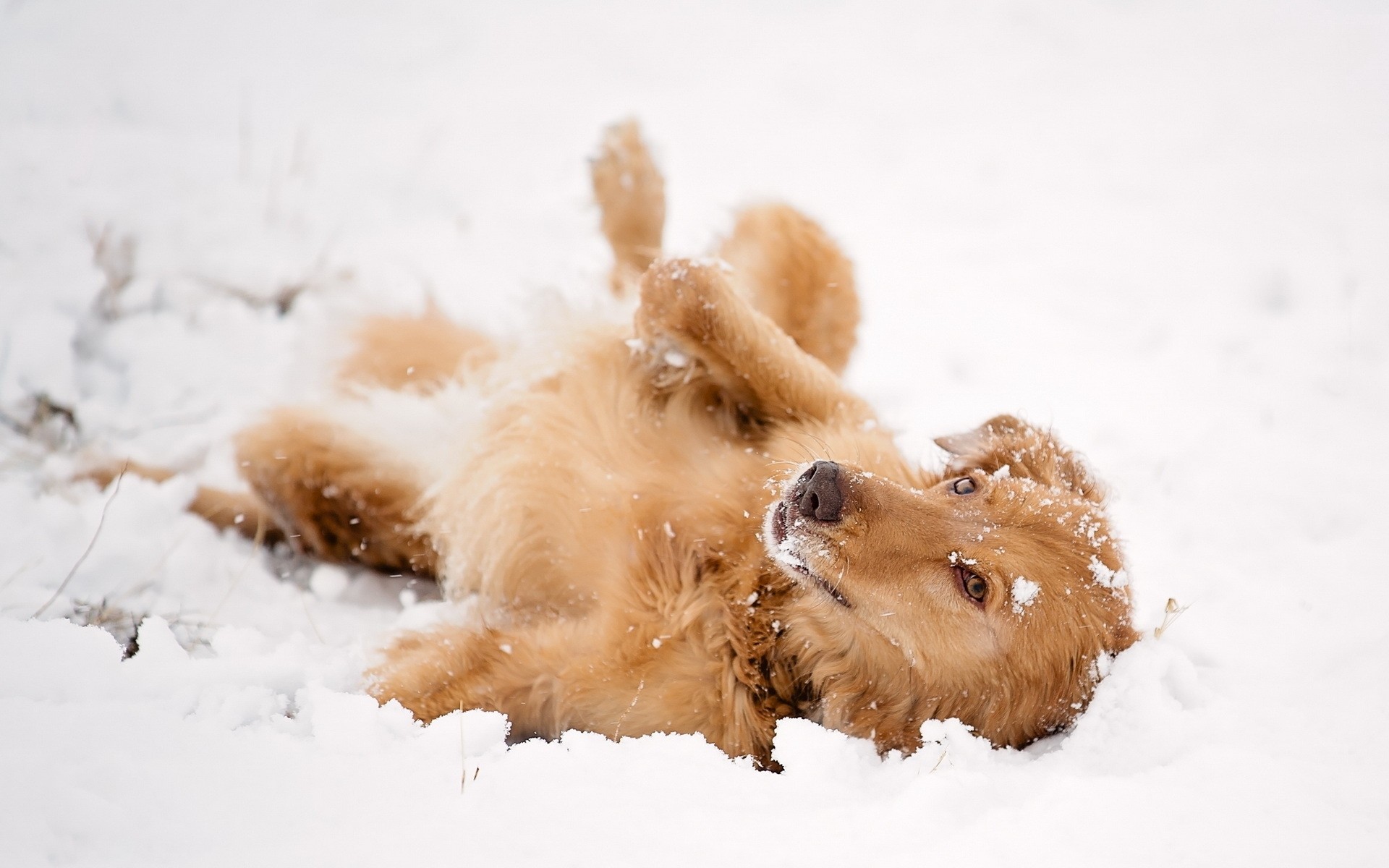 природа животные собаки деревья трава снег зима скачать