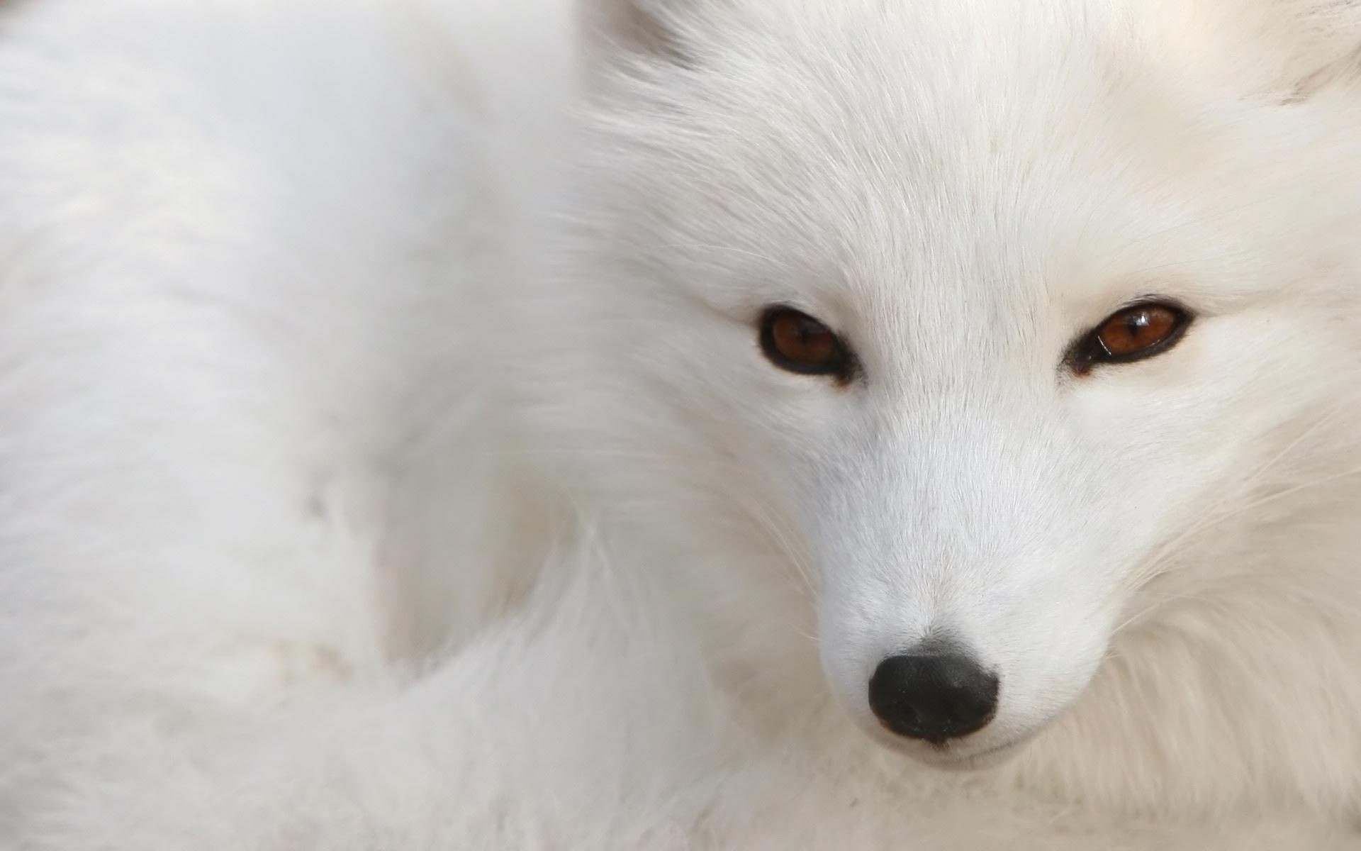 animaux mammifère givré hiver neige un cynologue animal faune chien renard