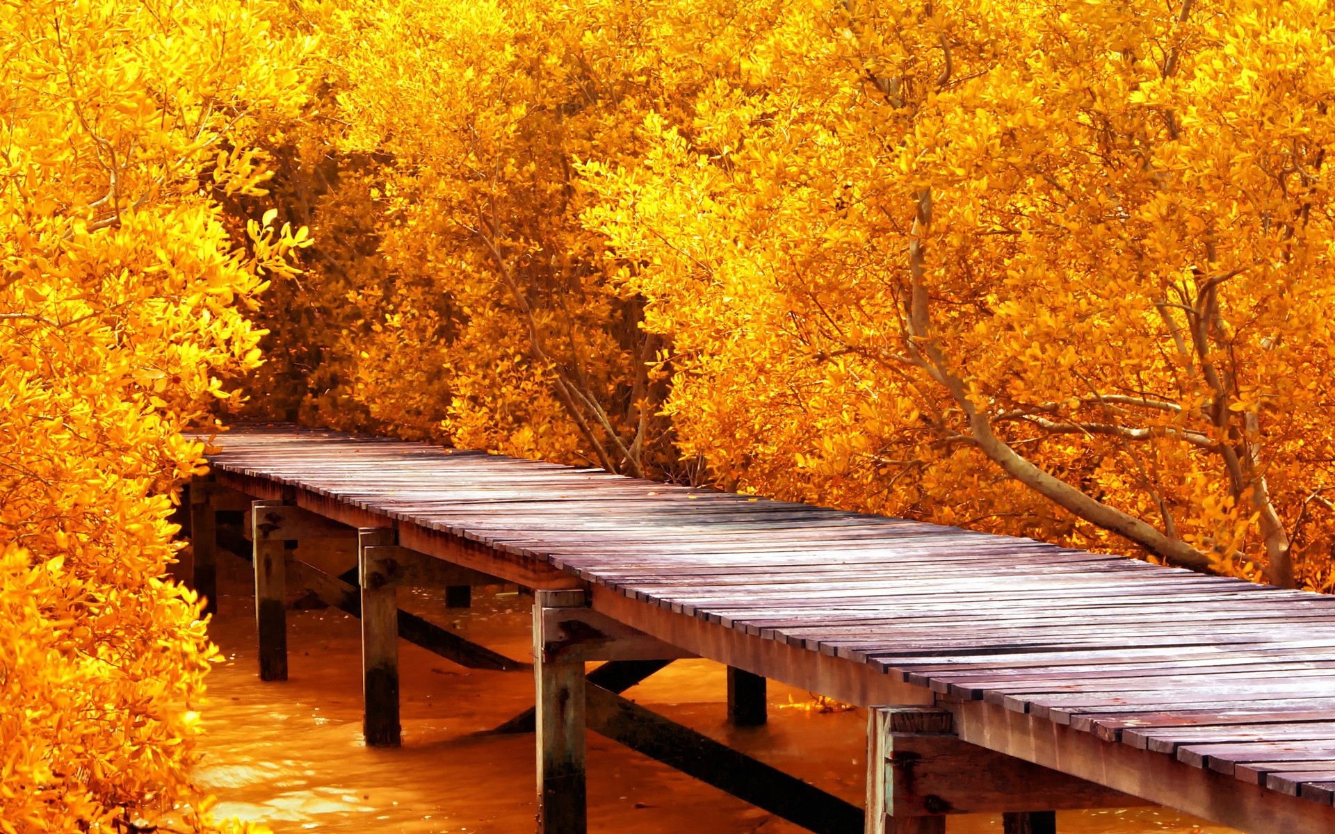 automne bois automne arbre feuille saison nature banc érable en bois paysage parc à l extérieur vide or campagne arbres arbres jaunes