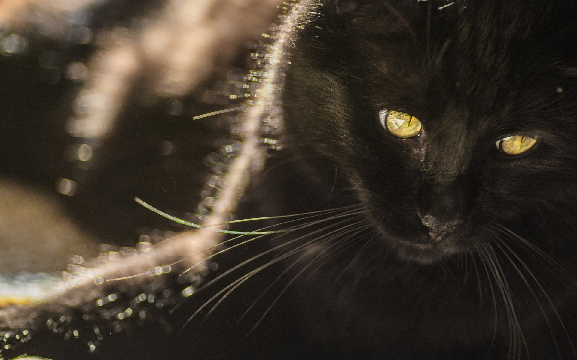 katze katze porträt auge tier niedlich fell natur säugetier ein haustier haar schwarze katze