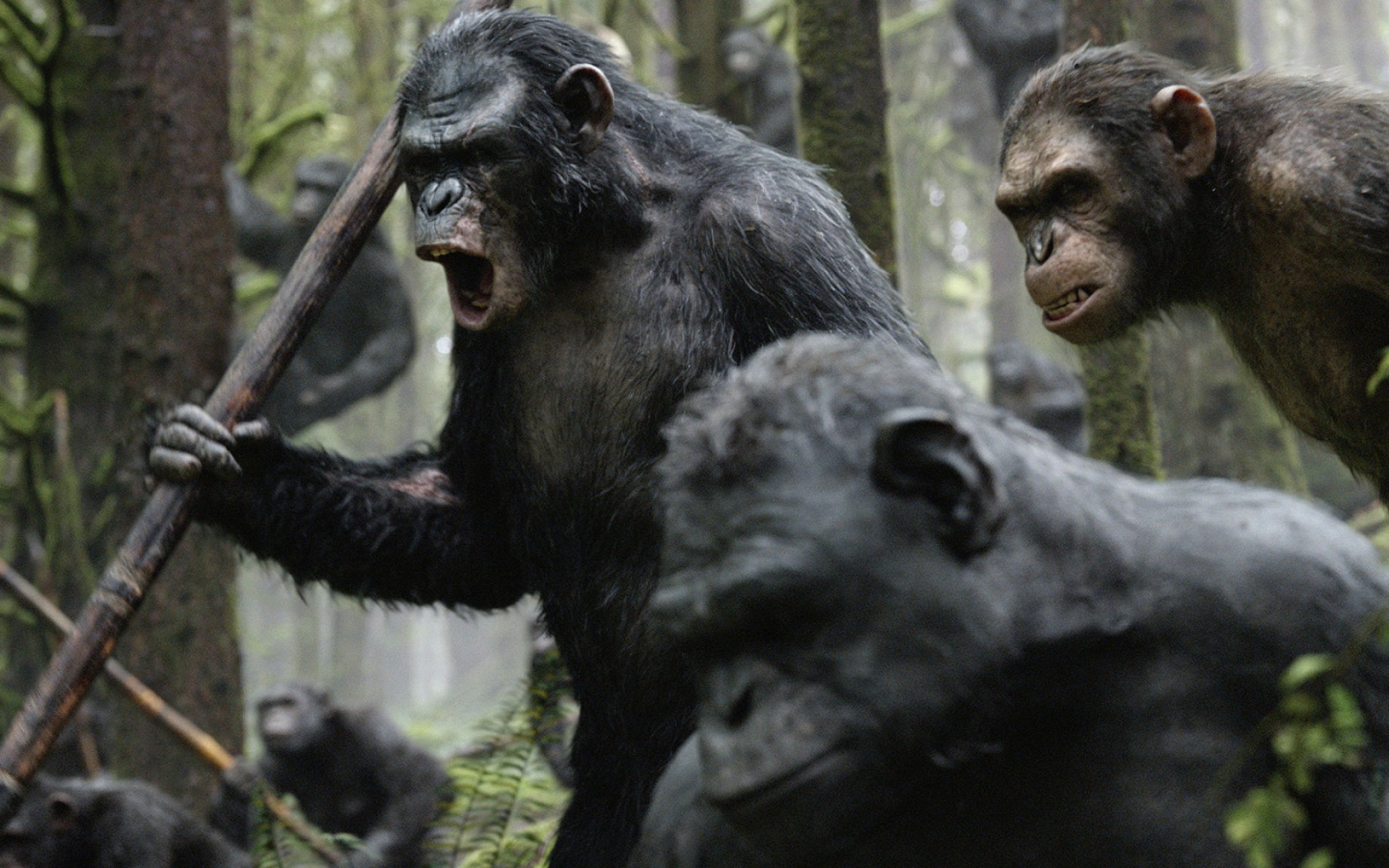 películas mamífero primado gruñido mono vida silvestre chimpancé zoológico madera gorila salvaje piel selva naturaleza peludo parque lucha bosque enojado