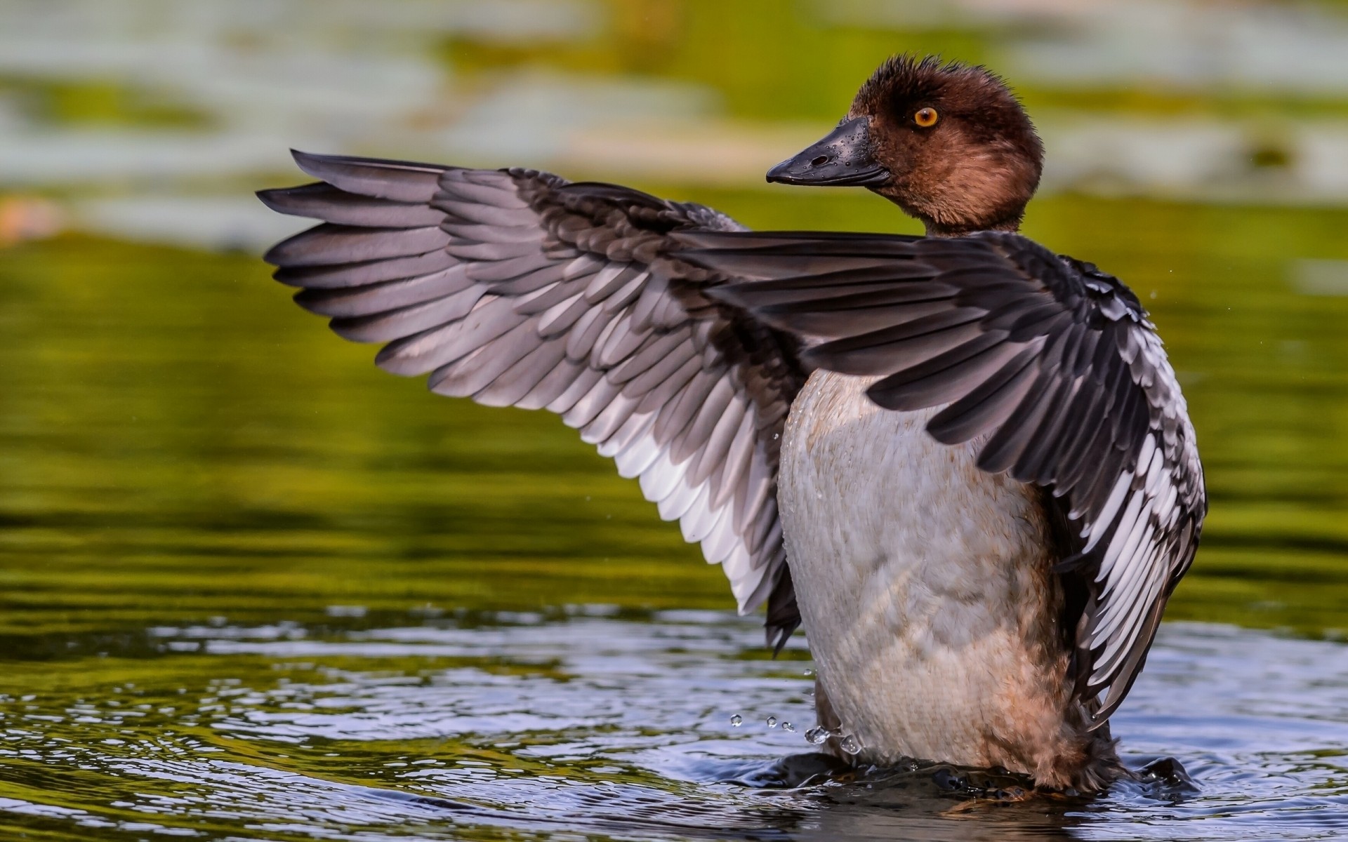 canard oiseau piscine faune sauvagine lac eau natation nature réflexion avian plume oiseaux animal en plein air oie bec ailes