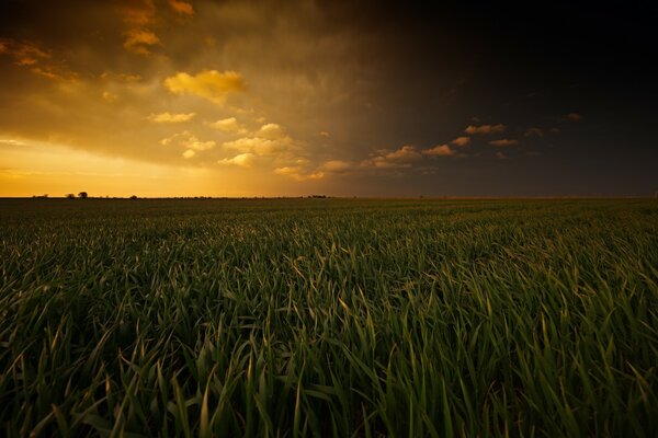 Campo de maíz al atardecer