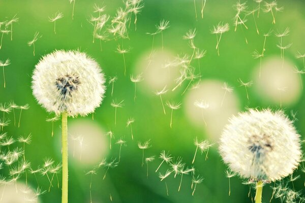 Dandelion seeds scatter for tens of meters