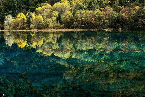 Reflection of a green forest in clear water