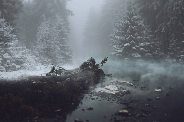 Niebla sobre el río en medio de un bosque nevado