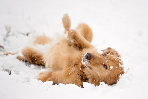 Brown dog frolics in the snow