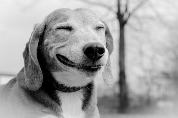 Perro sonriente en una foto en blanco y negro